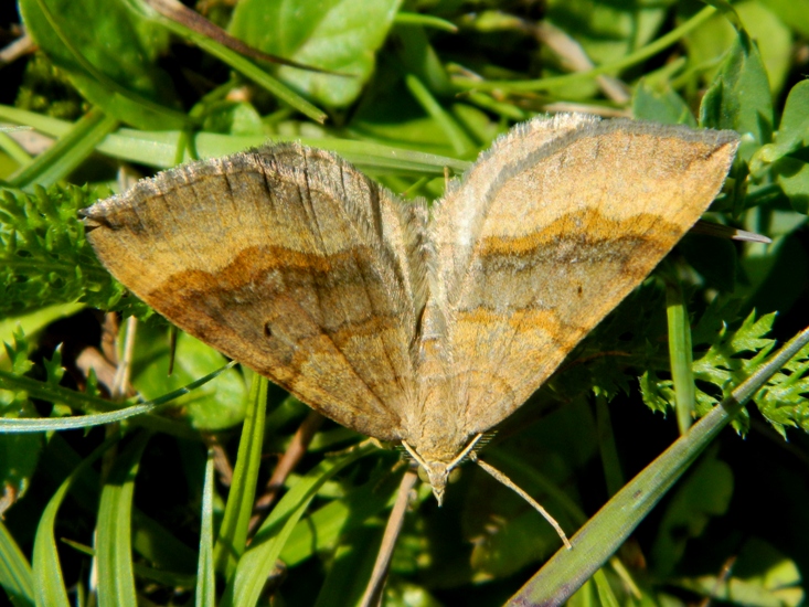 Scotopteryx chenopodiata - Geometridae......dal Trentino